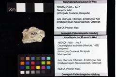 Foto (Objket + Etiketten) von Nodoprosopon sp. 